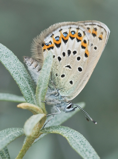 Plebeius idas